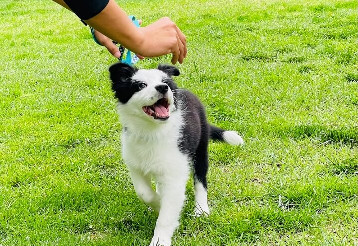 愛犬旅マナーレッスンプラン