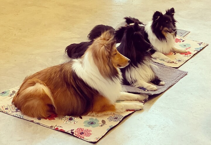 愛犬旅マナーレッスンプラン