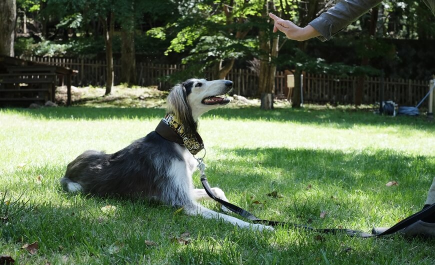 ドッグマナーレッスン